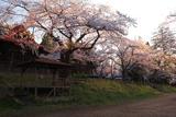 長者山新羅神社の桜 桜の馬場