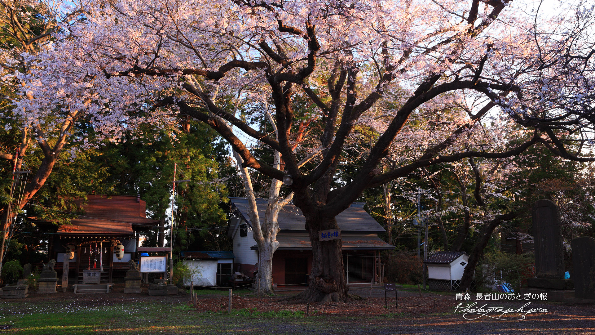長者山のおとぎの桜