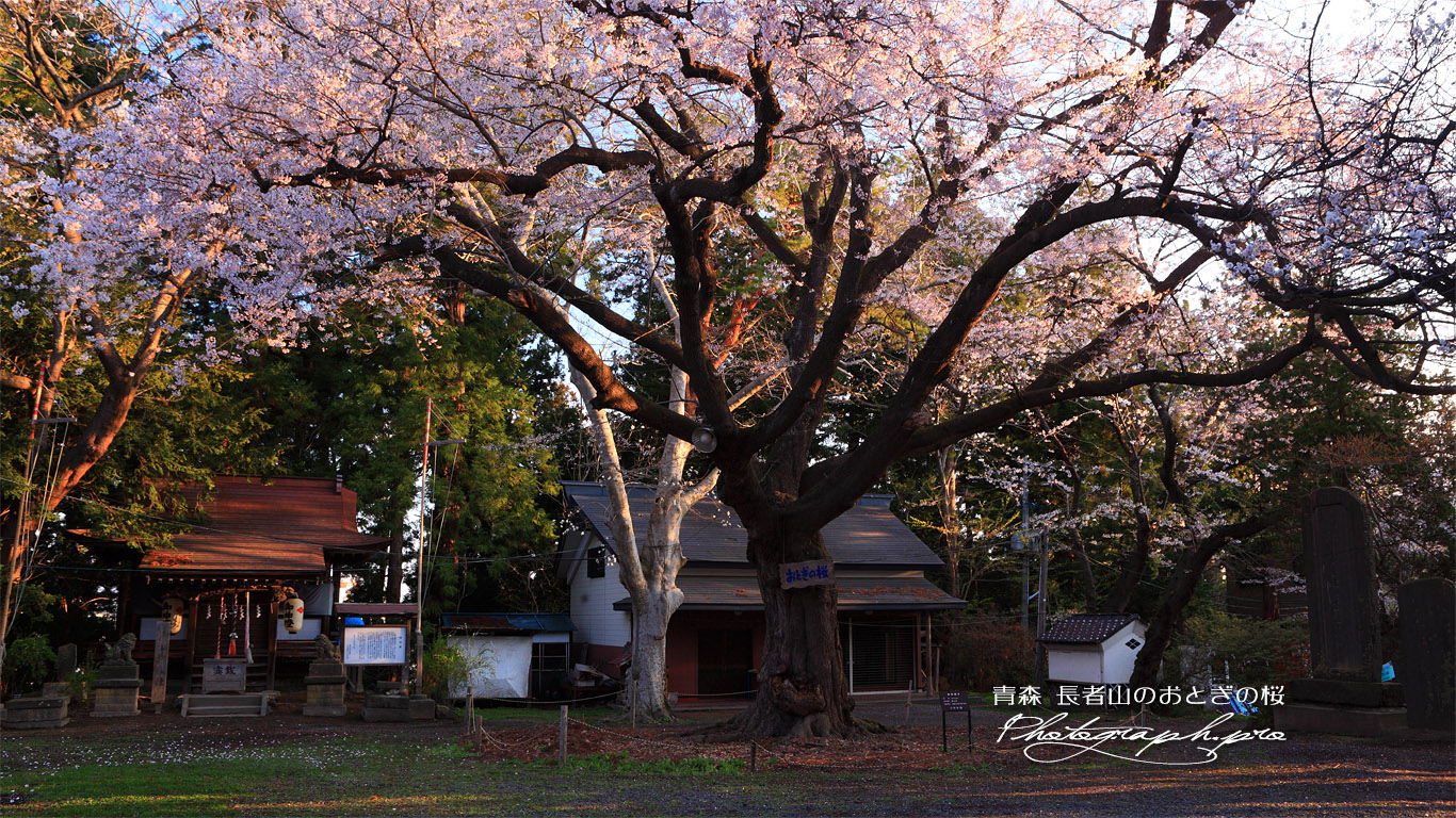 長者山のおとぎの桜 壁紙