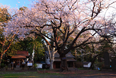 長者山新羅神社のおとぎの桜