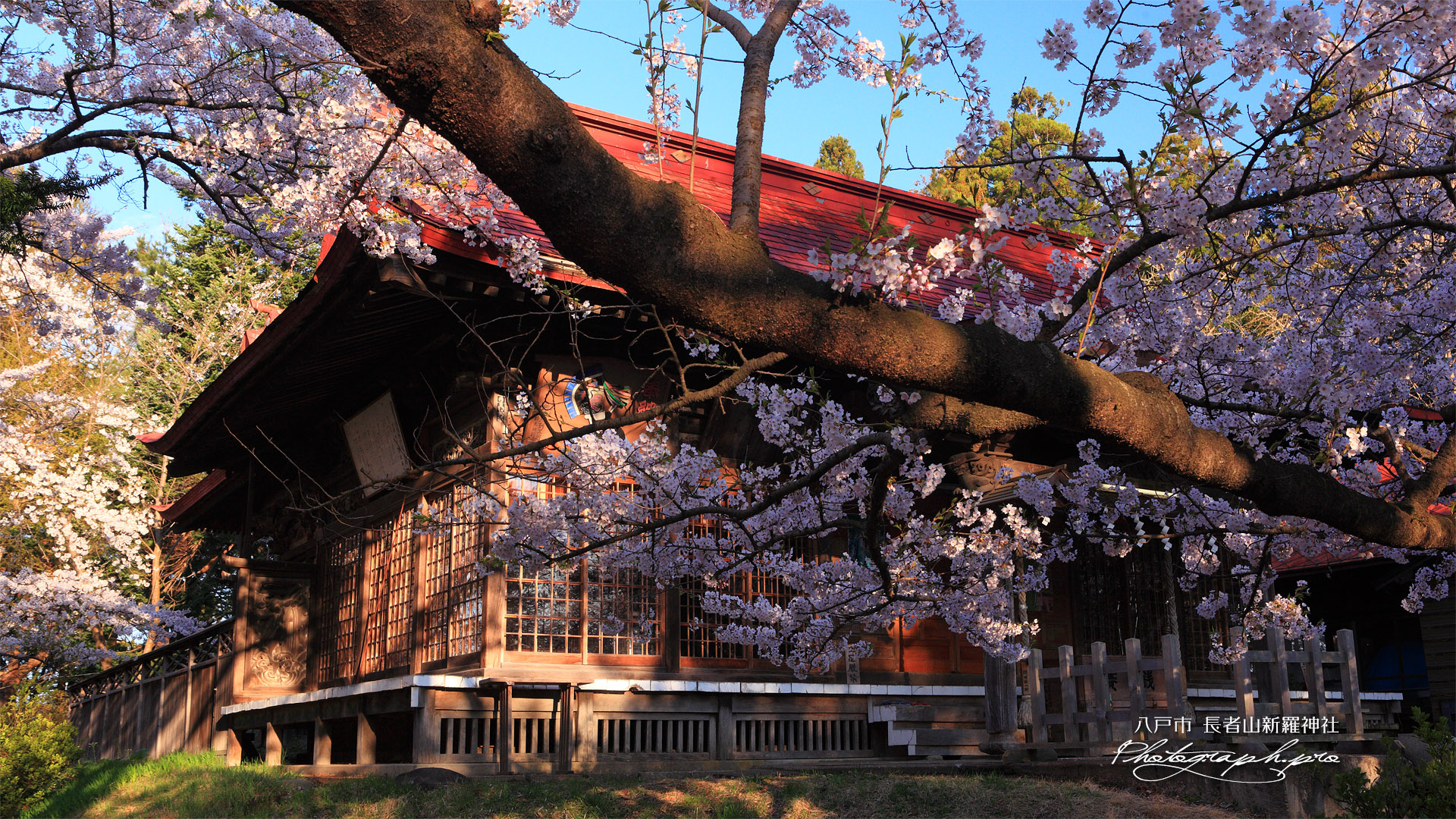 長者山新羅神社の桜 拝殿