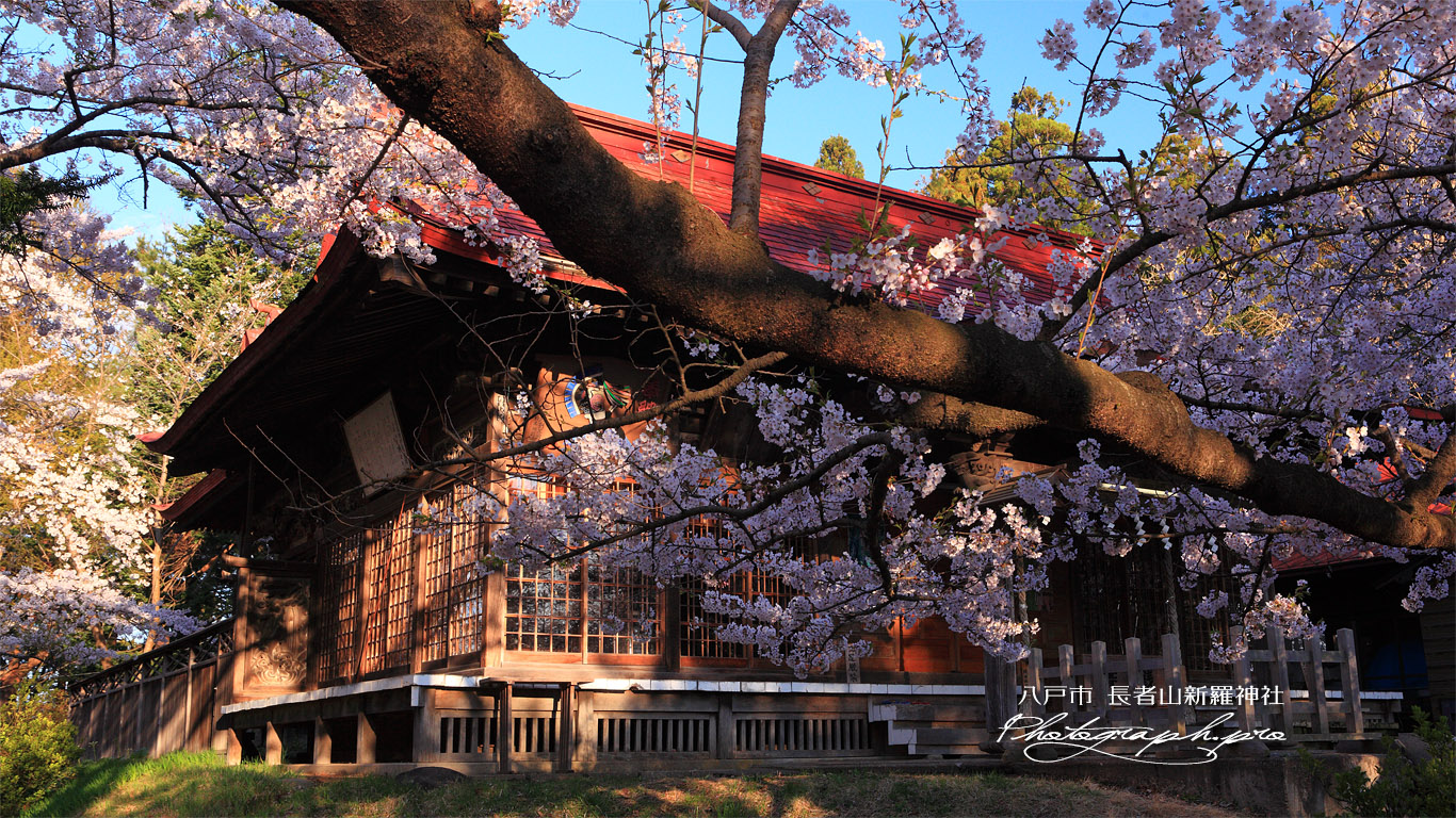 長者山新羅神社の桜 拝殿 壁紙