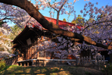 長者山新羅神社の桜 拝殿