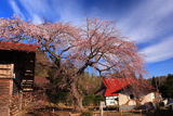 槍沢のしだれ桜