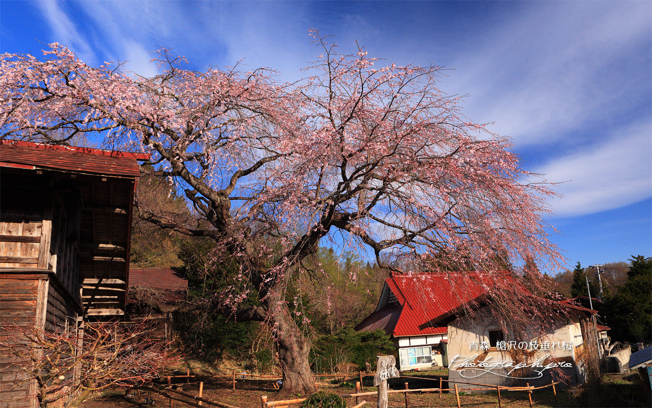槍沢のしだれ桜 壁紙