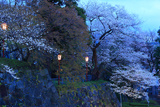 盛岡城跡公園の桜