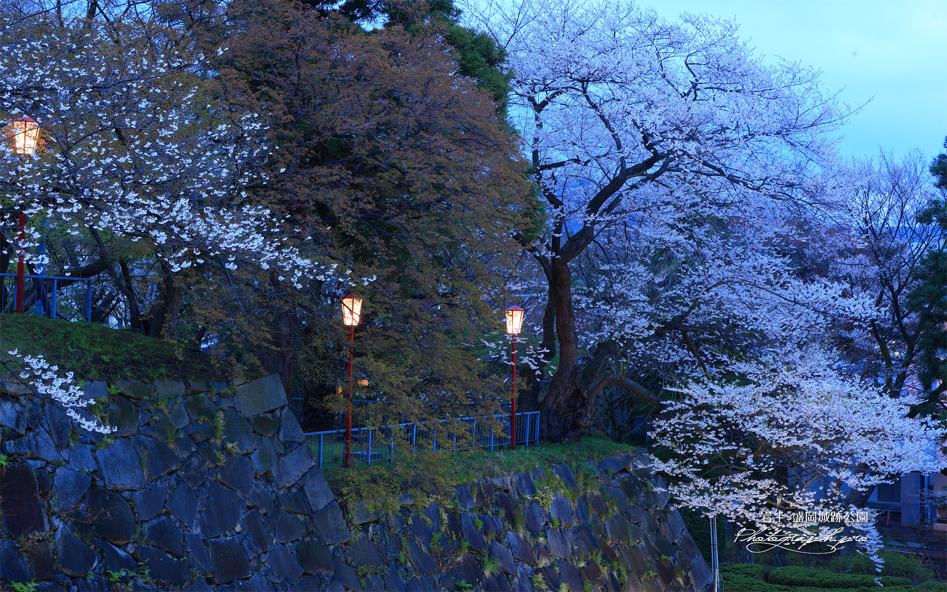 盛岡城跡公園の桜
