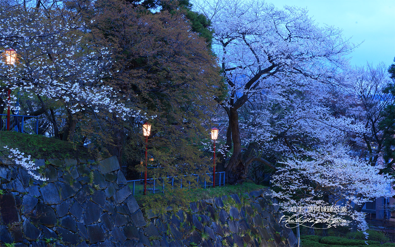 盛岡城跡公園の桜 壁紙