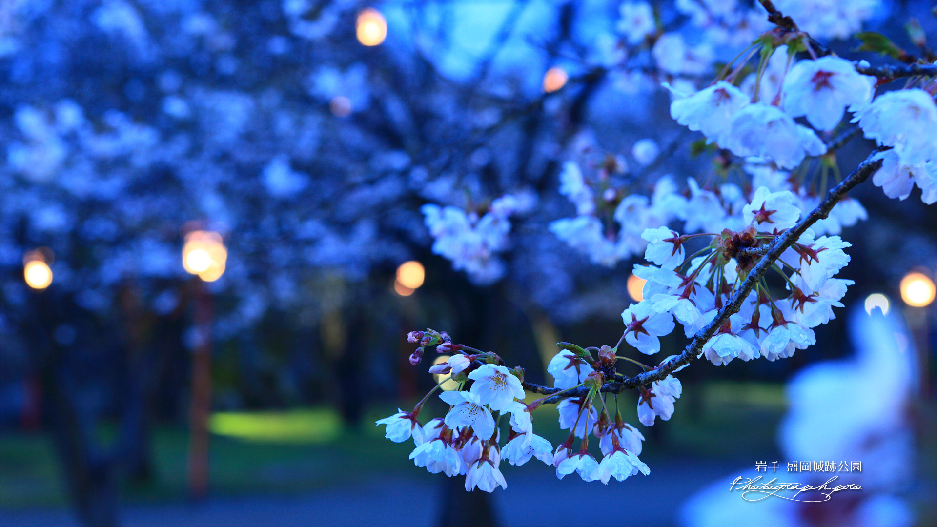 盛岡城跡公園の桜