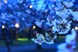 盛岡城跡公園の桜