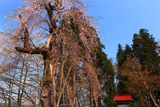 愛宕山のシダレザクラ