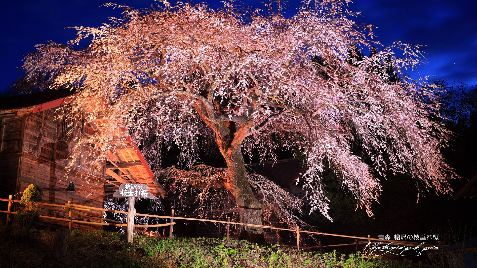 槍沢の枝垂れ桜
