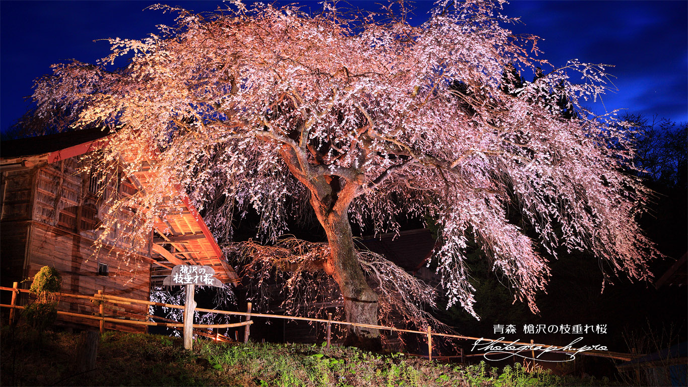 槍沢の枝垂れ桜 壁紙