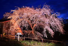 槍沢の枝垂れ桜