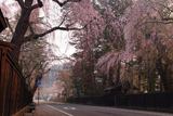 角館 表町下丁のしだれ桜