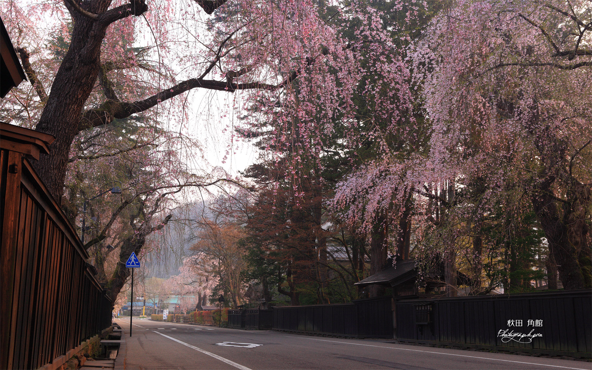 角館 表町下丁のしだれ桜