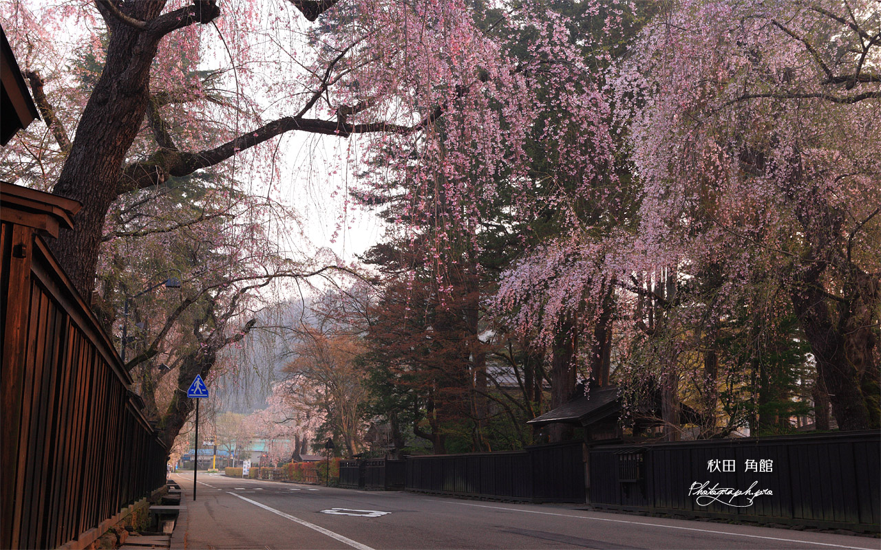 角館 表町下丁のしだれ桜 壁紙