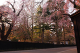 角館 板塀としだれ桜