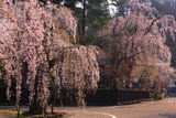 角館 満開のしだれ桜
