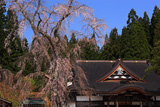 龍巌寺のサクラ