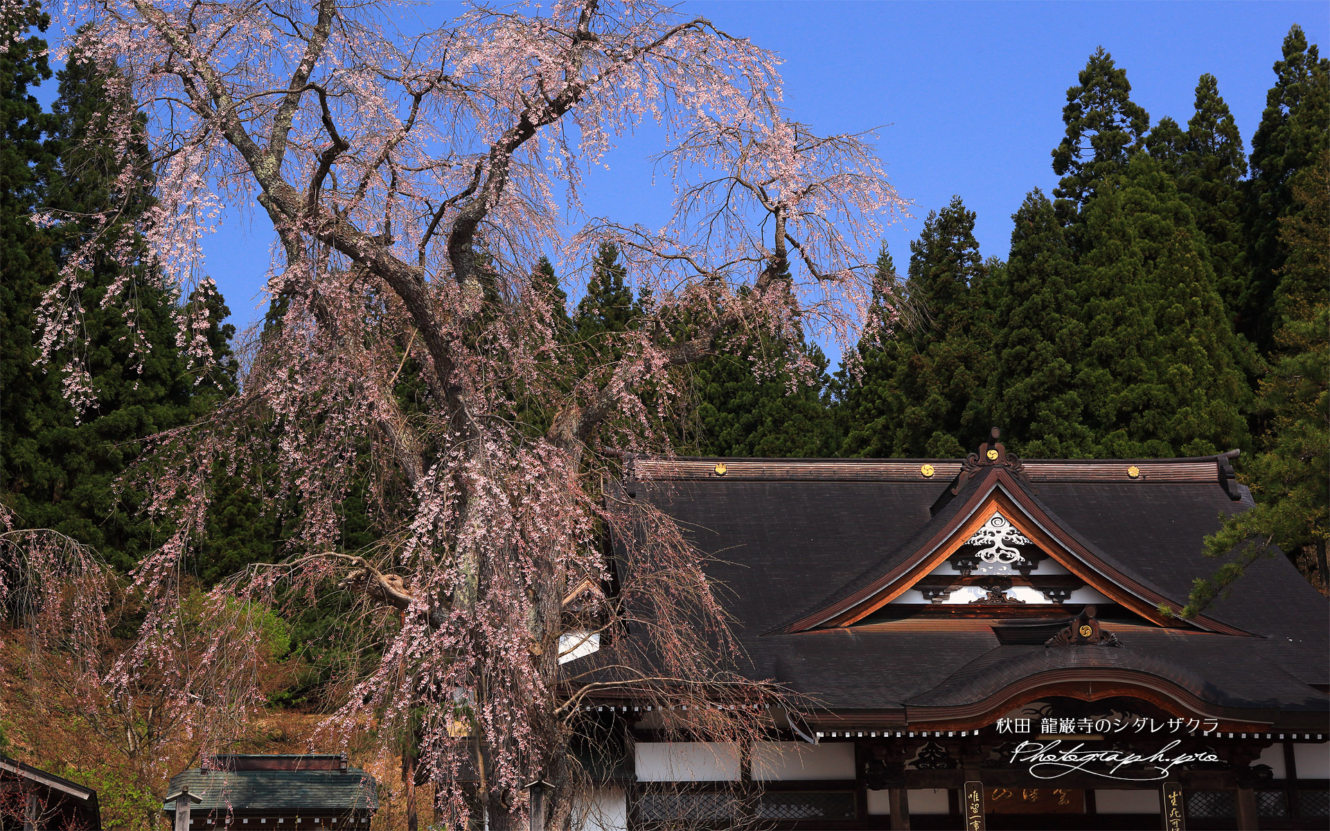 龍巌寺のシダレザクラ