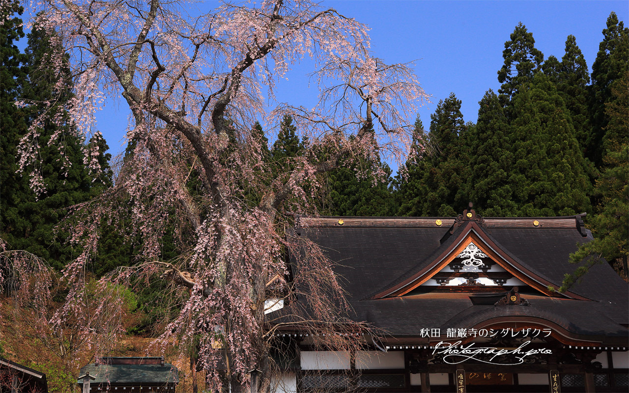 龍巌寺のシダレザクラ 壁紙