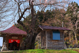 龍巌寺のエドヒガン