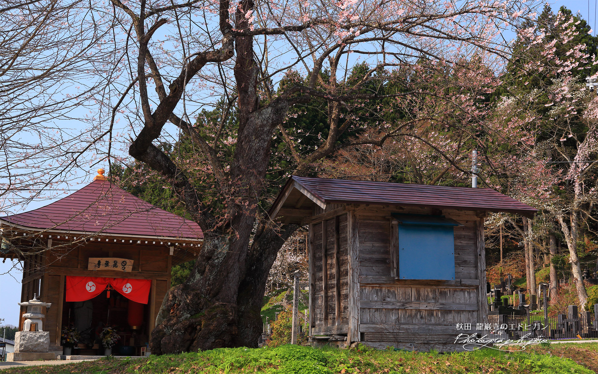 龍巌寺のエドヒガン