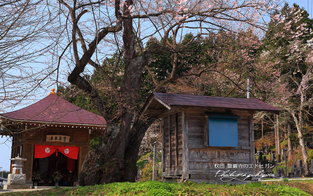 龍巌寺のエドヒガン 壁紙