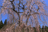 支所の枝垂れ桜