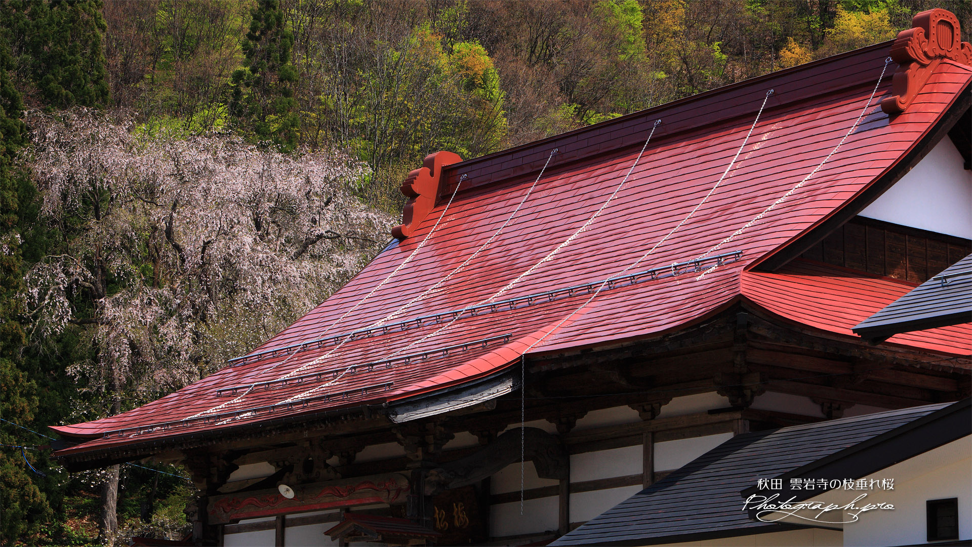 雲岩寺のしだれ桜