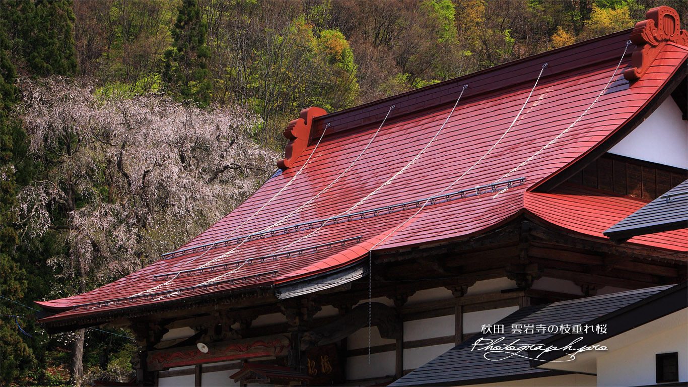 雲岩寺のしだれ桜 壁紙