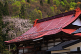 雲岩寺のしだれ桜