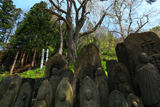 雲岩寺のシダレザクラ