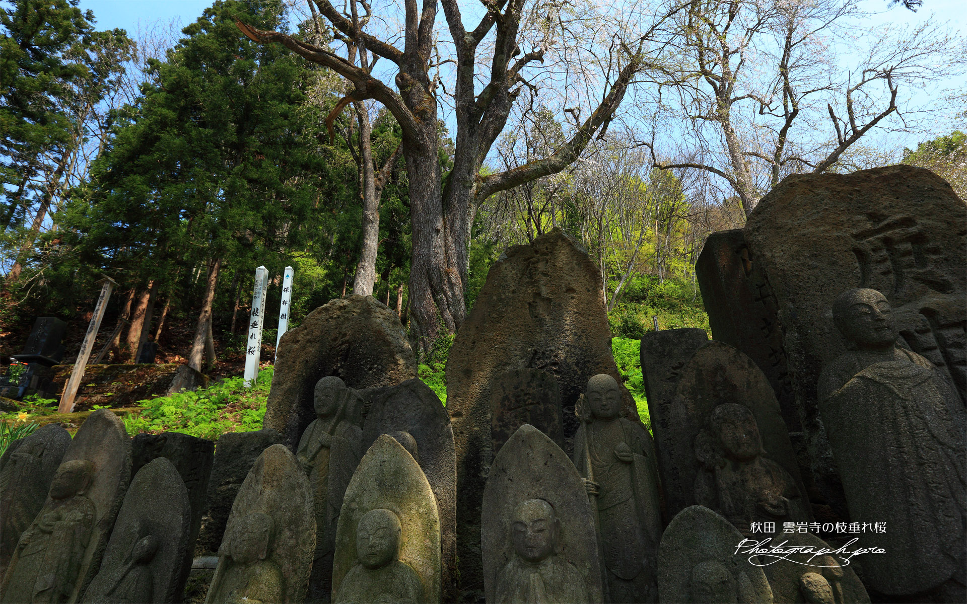 雲岩寺のシダレザクラ
