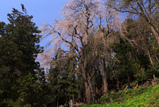 雲岩寺の枝垂れ桜