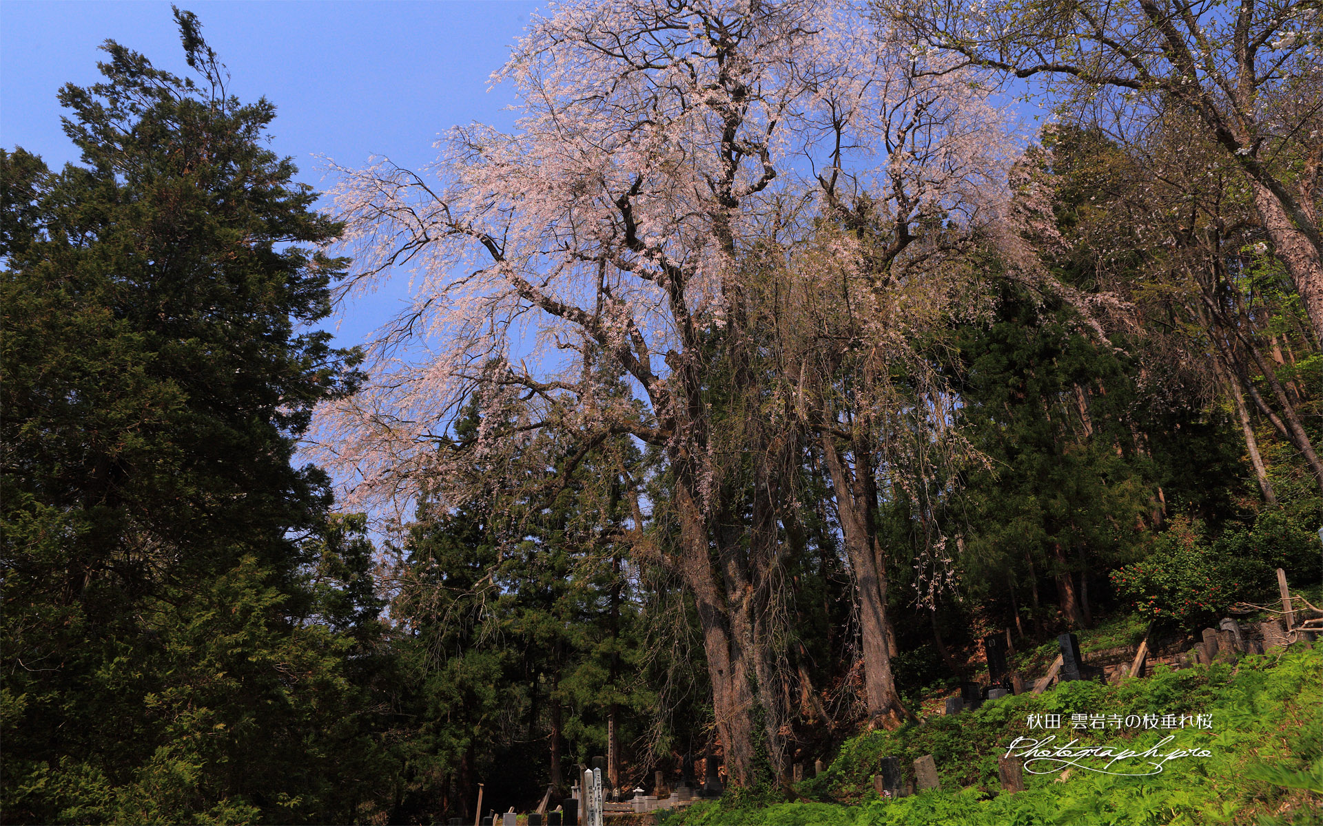 雲岩寺の枝垂れ桜