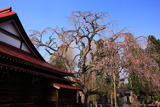 萬松寺のシダレザクラ