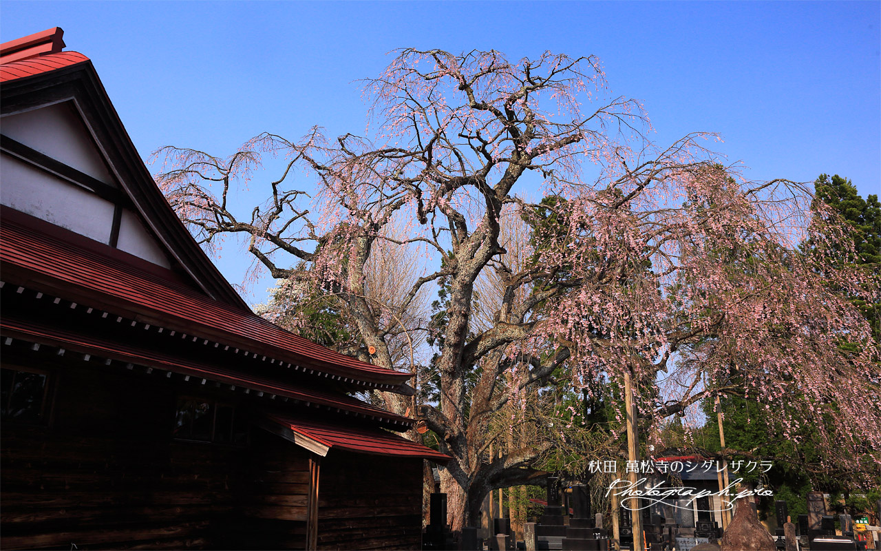 萬松寺のシダレザクラ 壁紙