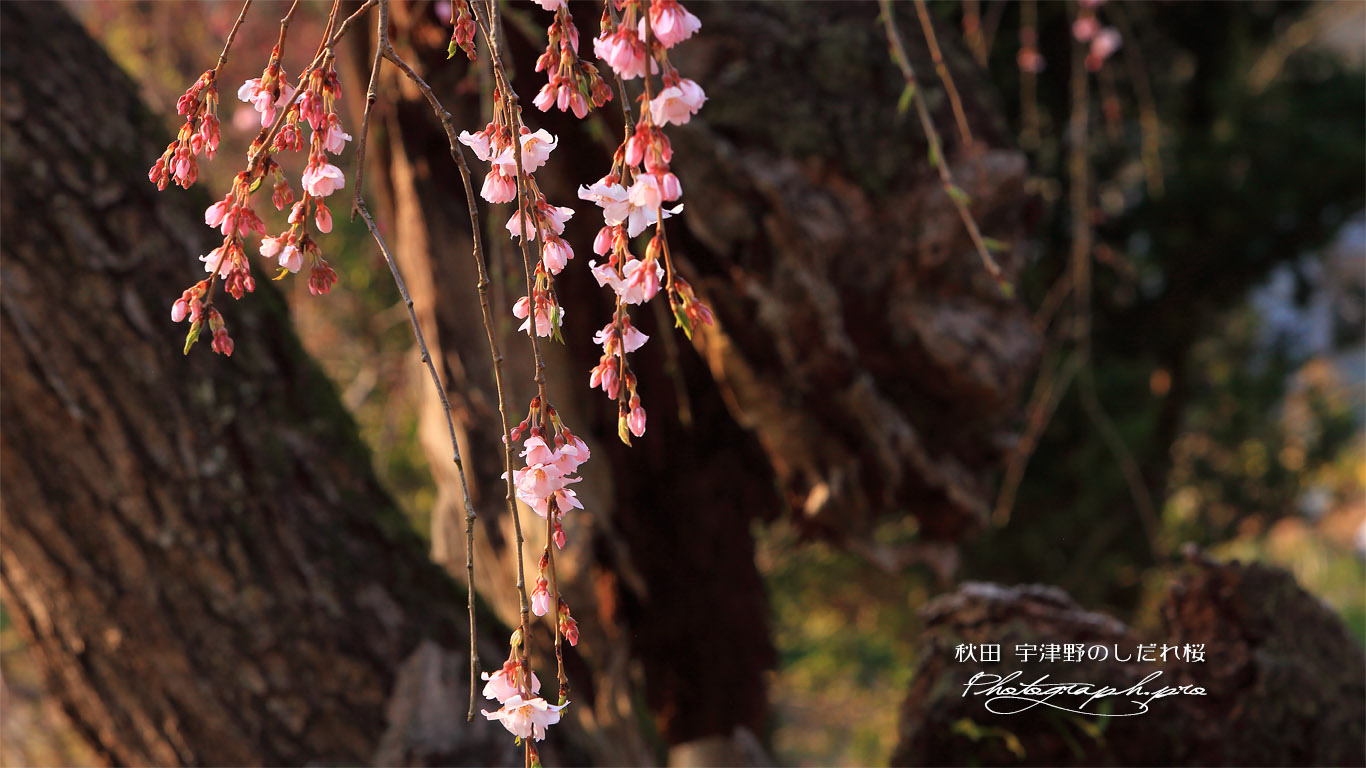宇津野のしだれ桜 壁紙
