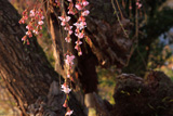 宇津野のしだれ桜