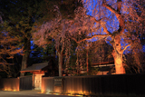 角館 夜桜ライトアップ