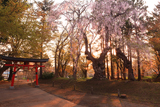大星神社の枝垂桜