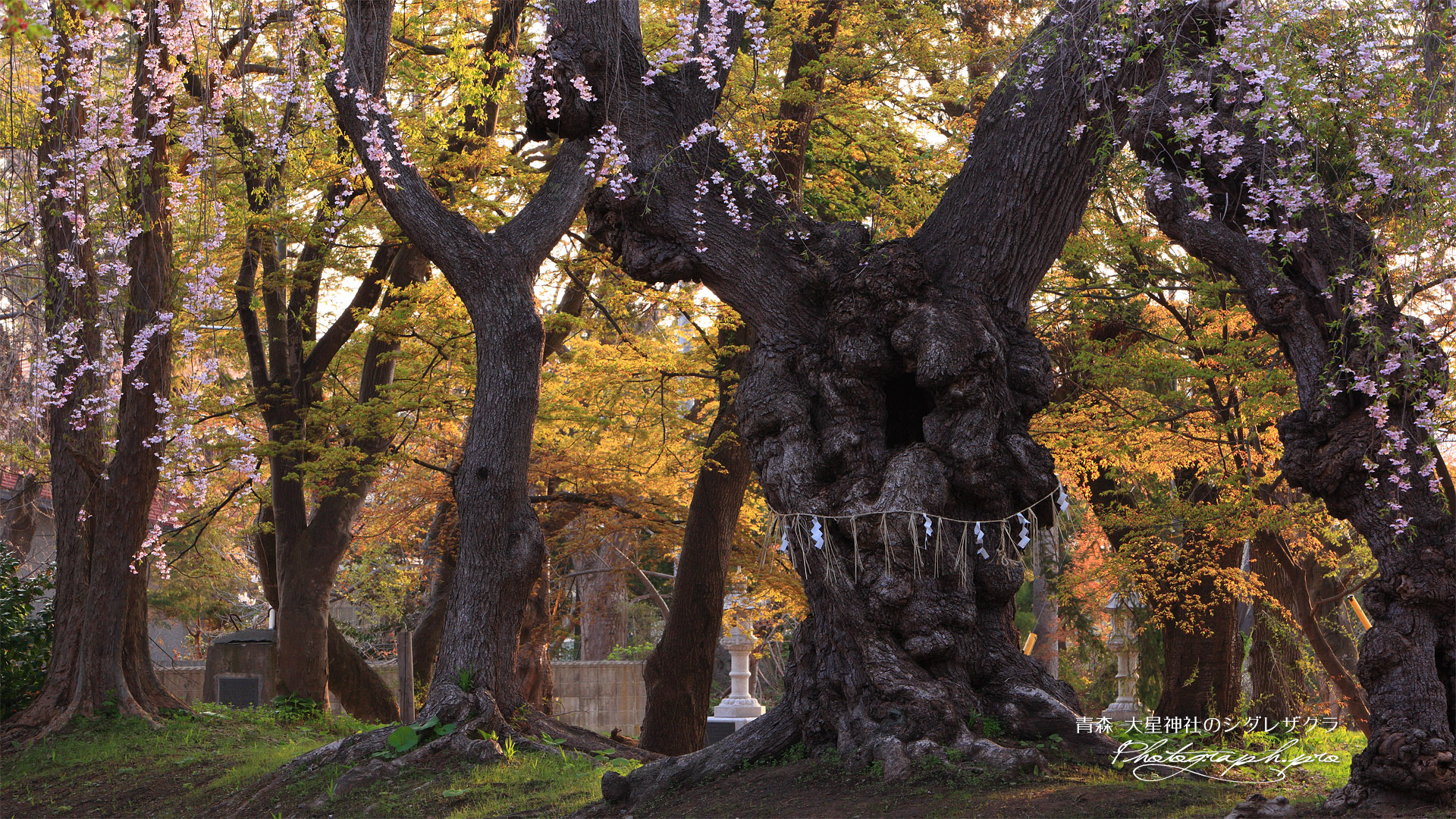 大星神社のしだれ桜