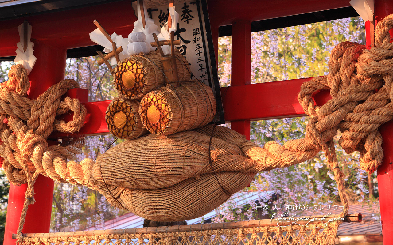 大星神社の枝垂れ桜 壁紙