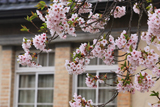 盛岡 米内浄水場の桜