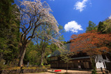 寒湯番所跡のしだれ桜