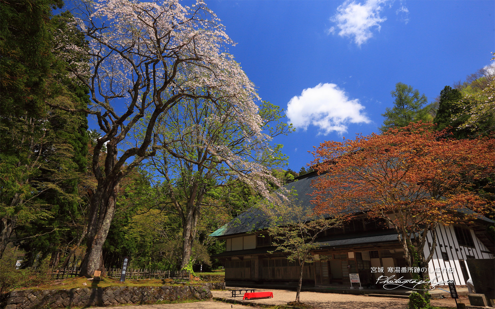 寒湯番所跡のしだれ桜