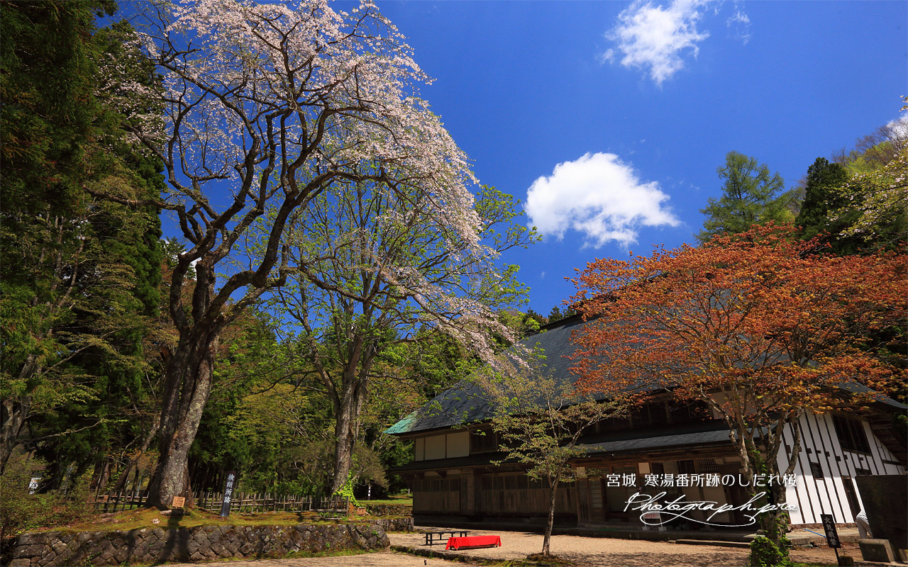 寒湯番所跡のしだれ桜 壁紙