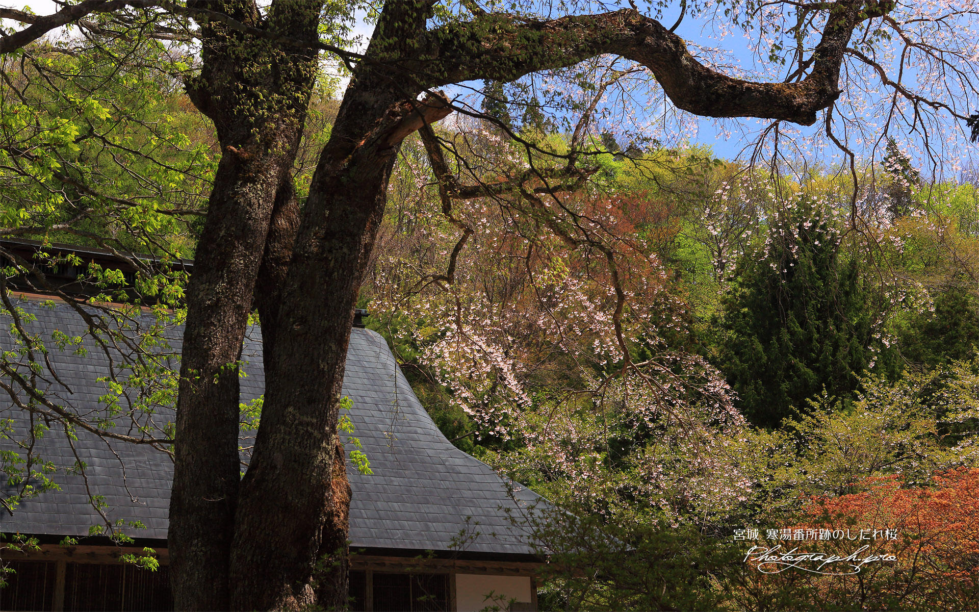 寒湯番所跡のしだれ桜